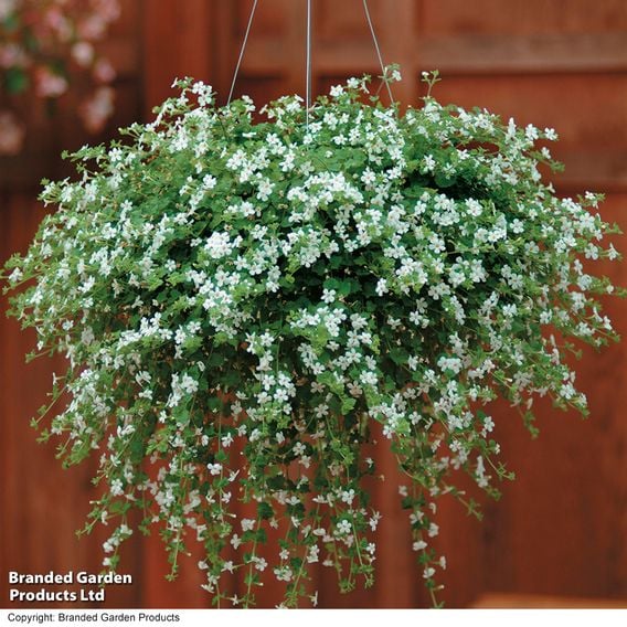 Bacopa 'Snowtopia'
