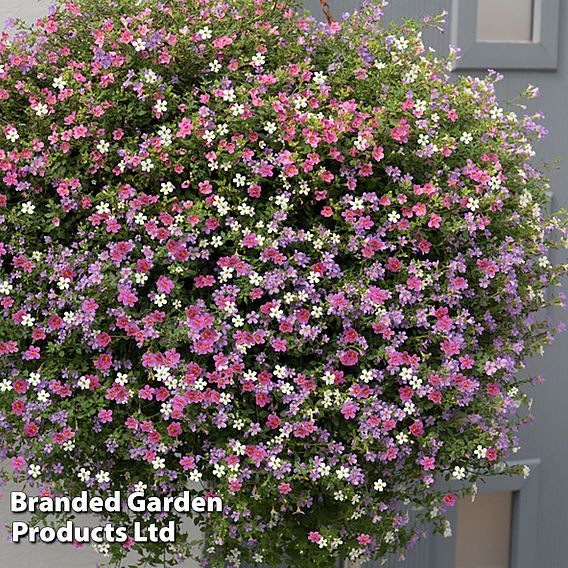 Bacopa 'Topia Mix'