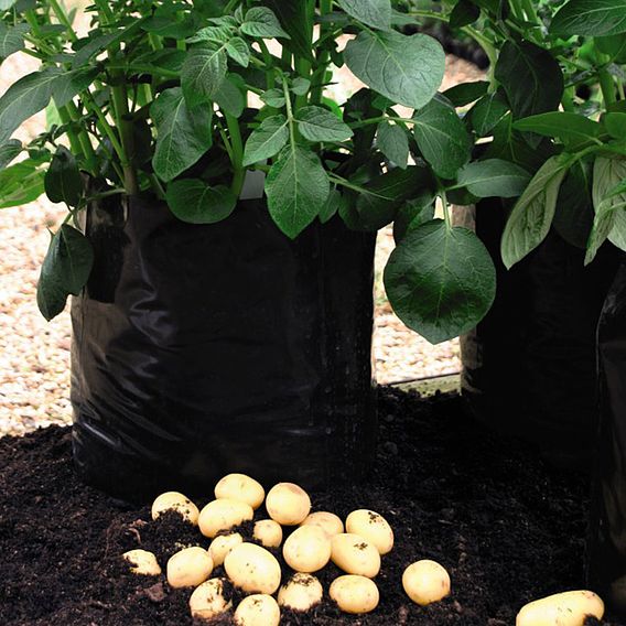 Black/Grey Potato Growing Bags