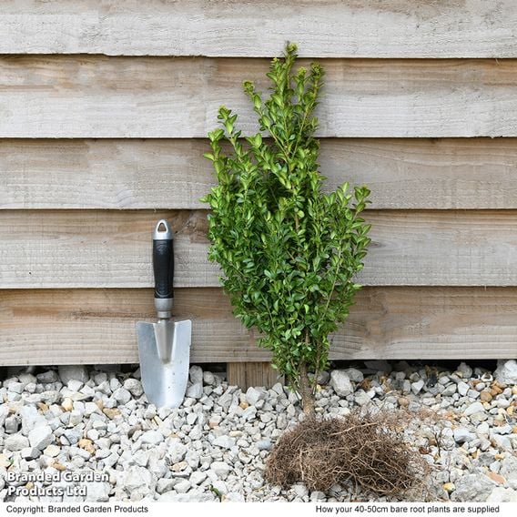 Box (Hedging)