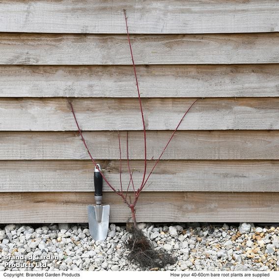 Cornus alba 'Sibirica' (Hedging)