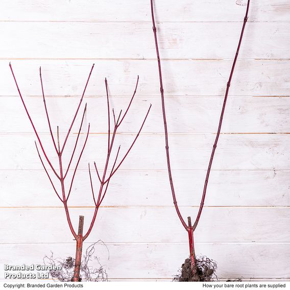 Cornus alba 'Sibirica' (Hedging)