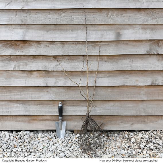 Corylus avellana (Hedging)