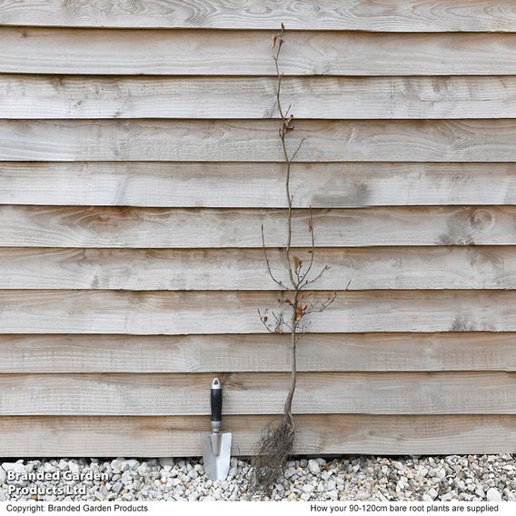 Green Beech (Hedging)