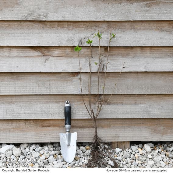 Ligustrum ovalifolium (Hedging)