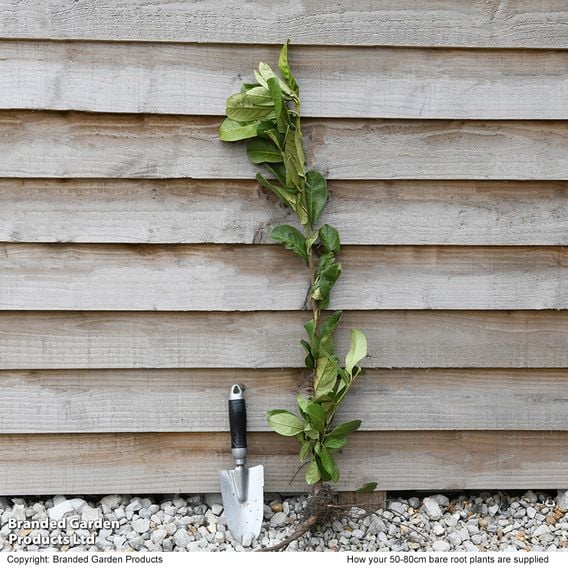 Cherry Laurel (Potted Hedging)