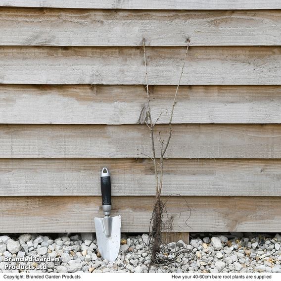 Quercus robur (Hedging)