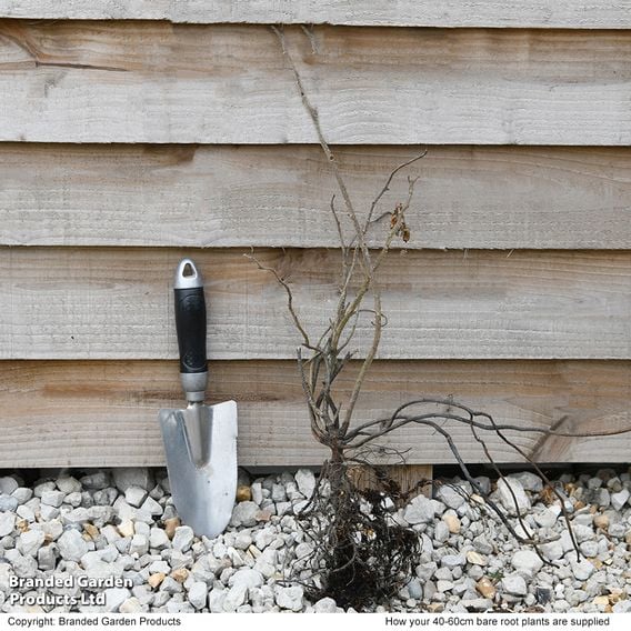 Ramanas Rose (Hedging)