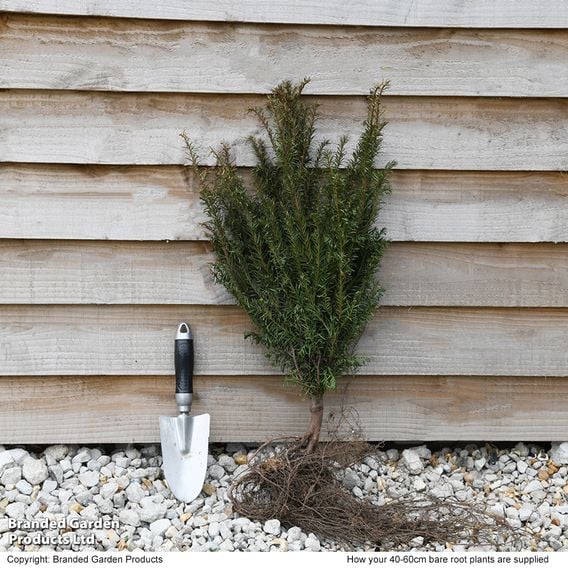 English Yew (Hedging)