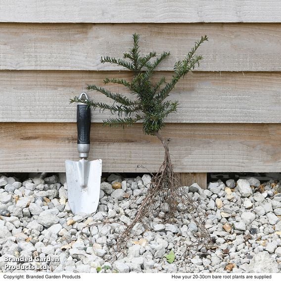 English Yew (Hedging)