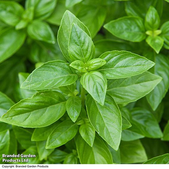 Basil 'Everleaf Emerald Towers' - Seeds