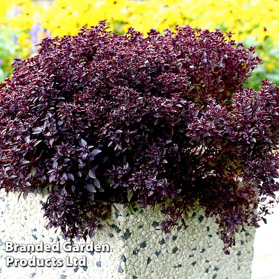 Basil Purple Ball - Seeds