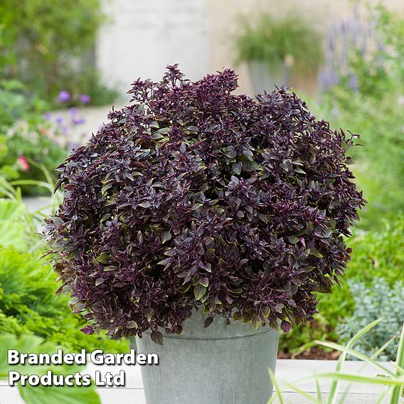 Basil Purple Ball - Seeds