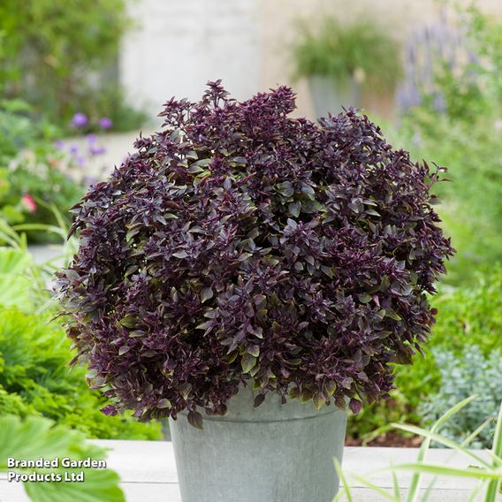 Basil 'Purple Ball' - Seeds
