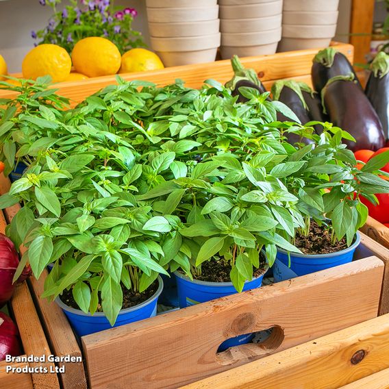 Basil 'Basilicious Thai-Zing' F1 - Seeds