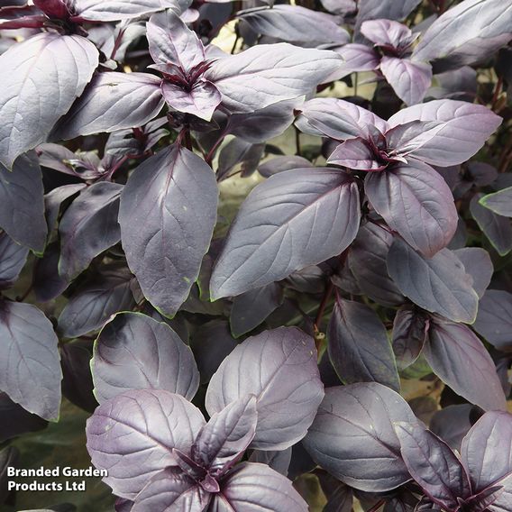 Basil 'Basilicious Velvet-Spice' F1 - Herb Seeds