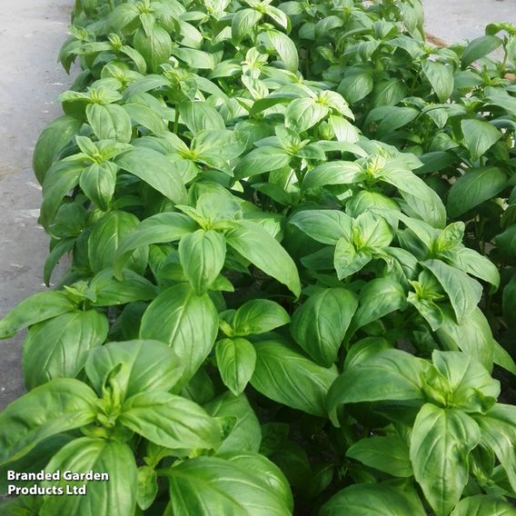 Basil 'Basilicious Verde-Sure' F1 - Seeds