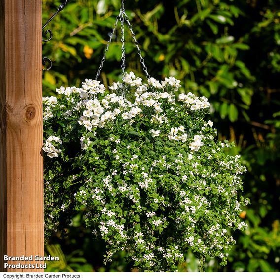 White Hanging Basket Duo