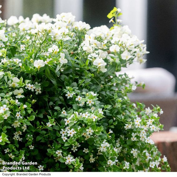 White Hanging Basket Duo