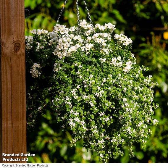 White Hanging Basket Duo