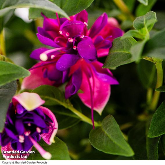 Fuchsia 'Trailing Mixed'