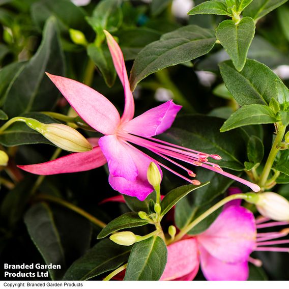 Fuchsia 'Trailing Mixed'