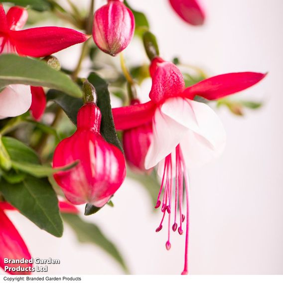 Fuchsia 'Trailing Mixed'