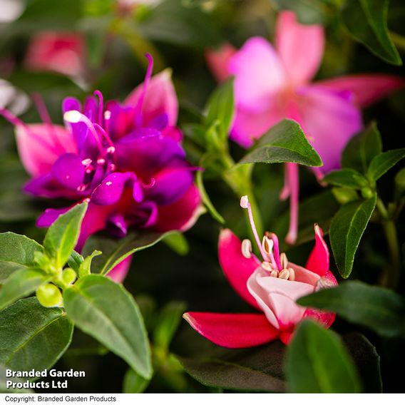 Fuchsia 'Trailing Mixed'