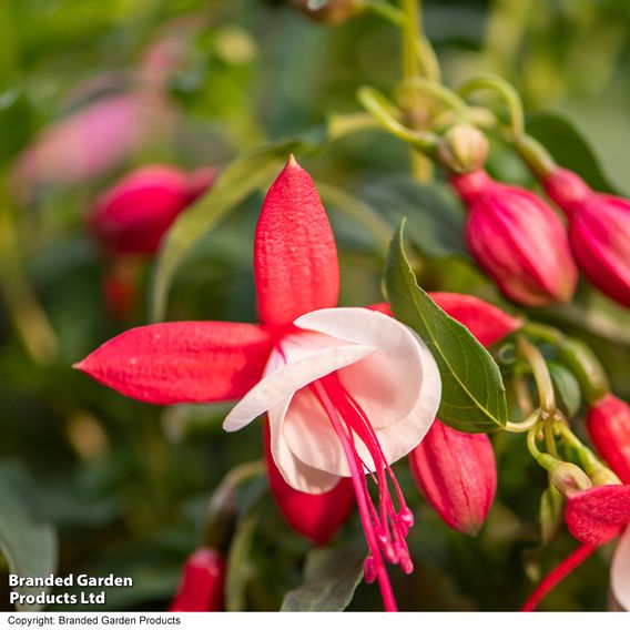 Fuchsia 'Trailing Mixed'