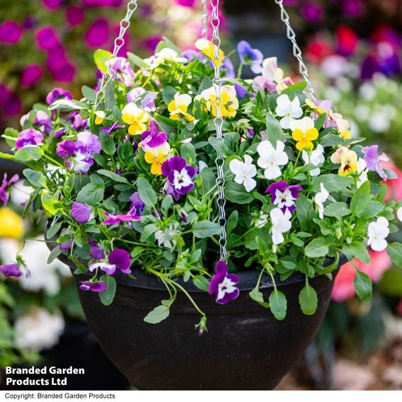 Viola 'Ice Babies' Pre-Planted Hanging Basket