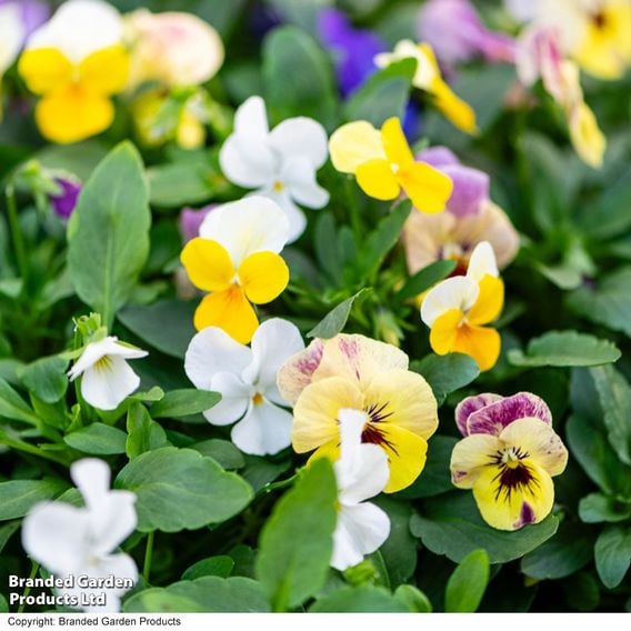 Viola 'Ice Babies' Pre-Planted Hanging Basket