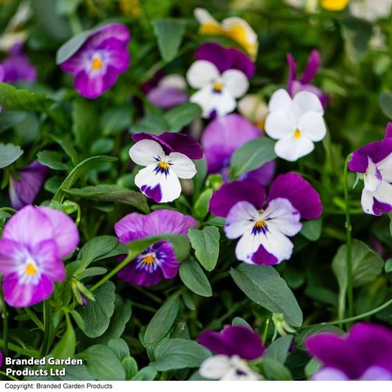 Viola 'Ice Babies' Pre-Planted Hanging Basket