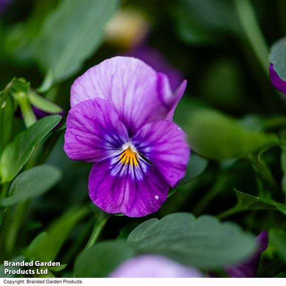 Viola 'Ice Babies' Pre-Planted Hanging Basket