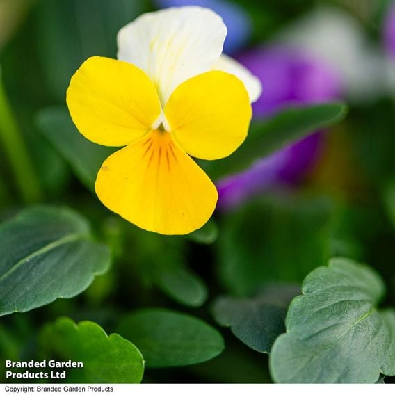 Viola 'Ice Babies' Pre-Planted Hanging Basket