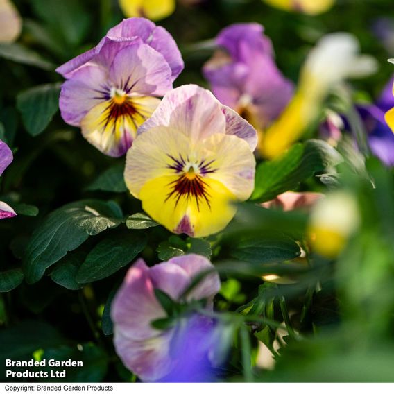 Viola 'Ice Babies' Pre-Planted Hanging Basket