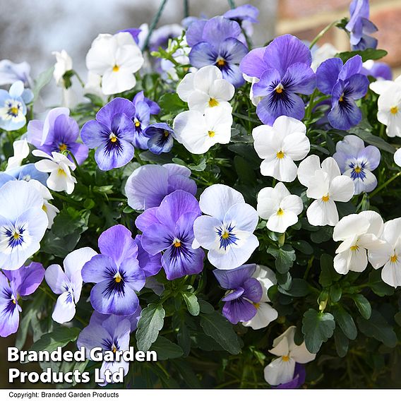 Viola 'Ocean Blues Collection'