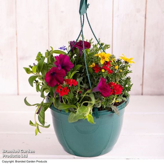 Pre-Planted Hanging Basket Mix