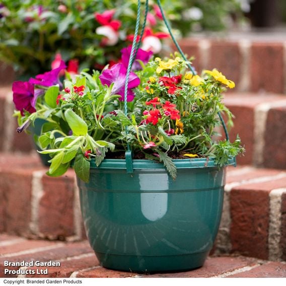 Pre-Planted Hanging Basket Mix
