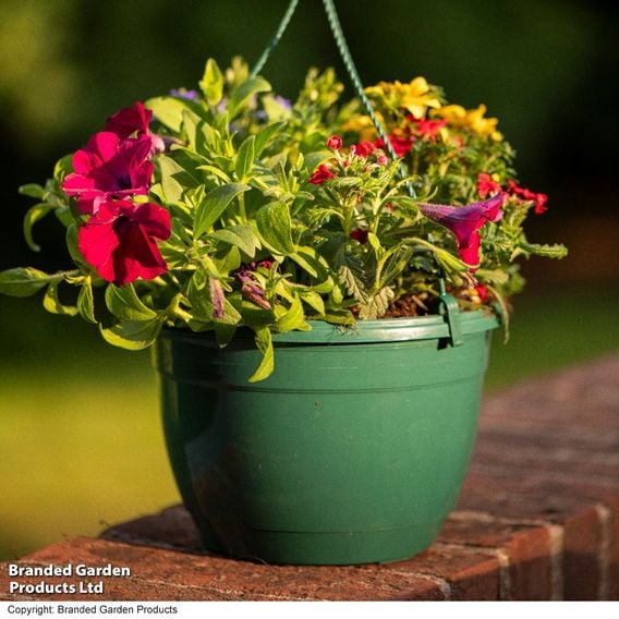 Pre-Planted Hanging Basket Mix