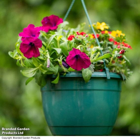 Pre-Planted Hanging Basket Mix