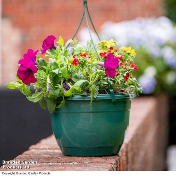 Pre-Planted Hanging Basket Mix