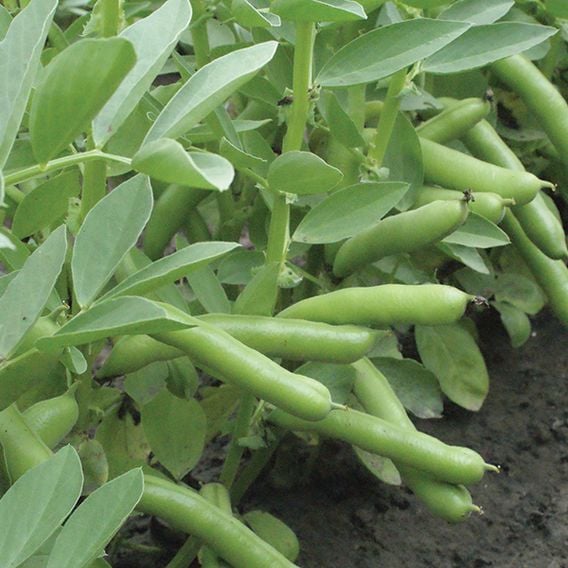 Broad Bean 'De Monica' - Gourmet Veg Seeds