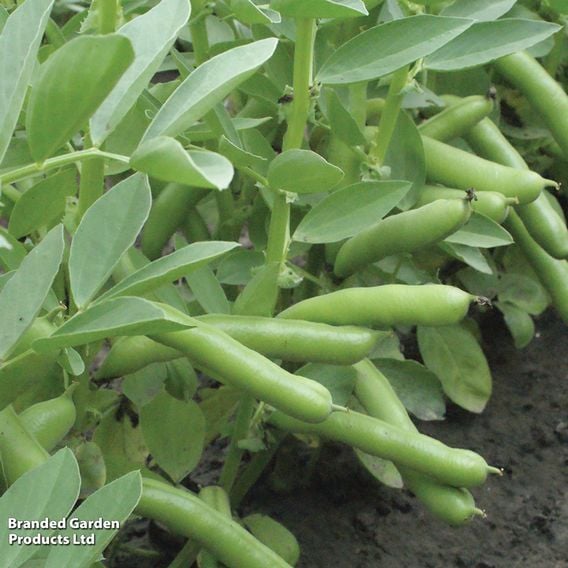 Broad Bean 'De Monica' - Gourmet Veg Seeds