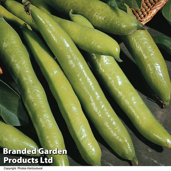 Broad Bean 'Luz de Otono'