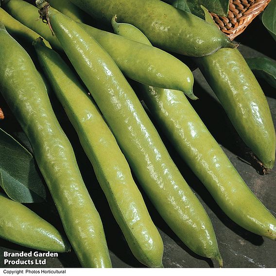 Broad Bean 'Aquadulce Claudia' - Seeds
