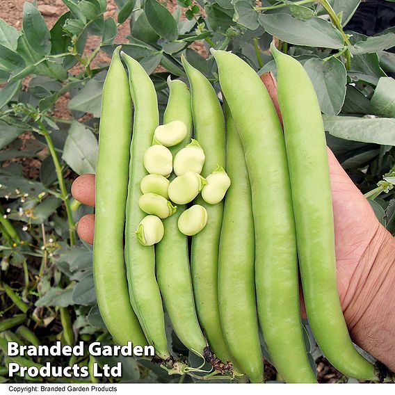 Bean Broad Plants - Luz de Otono