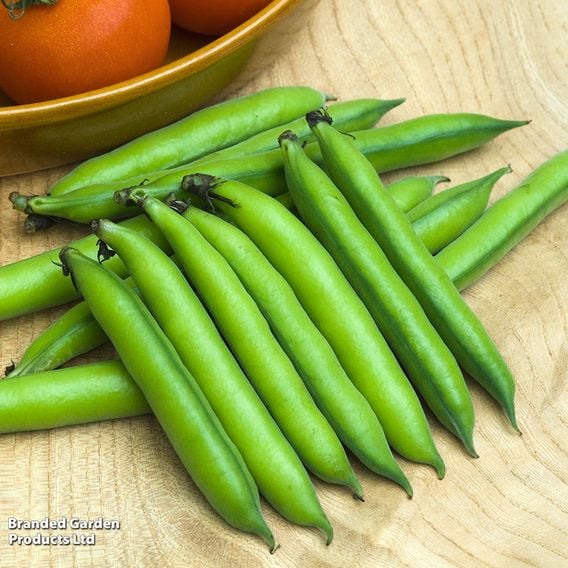 Broad Bean 'Statissa' - Gourmet Veg Seeds