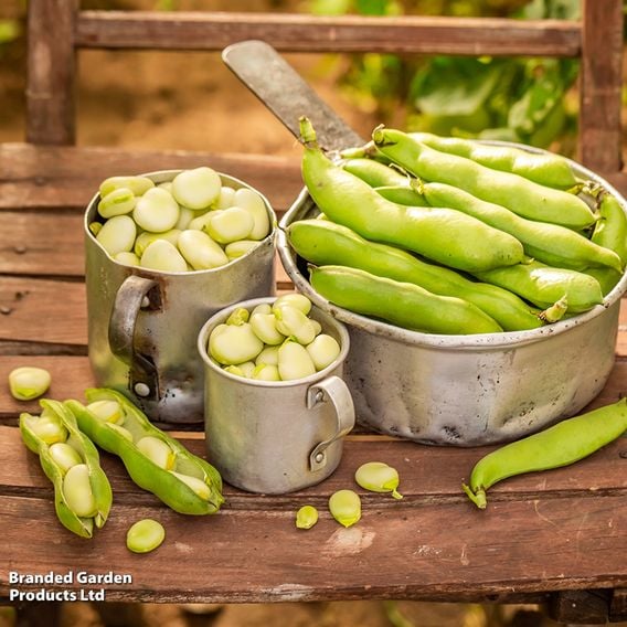 Broad Bean 'Statissa' - Gourmet Veg Seeds