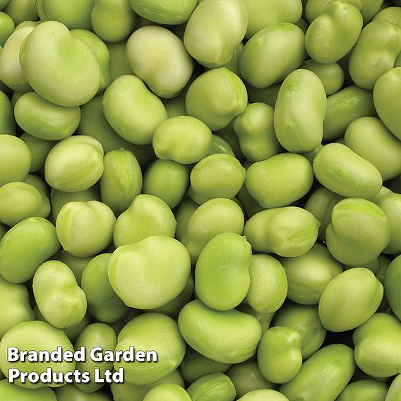 Suttons Lucky Dip Pea & Bean Seeds