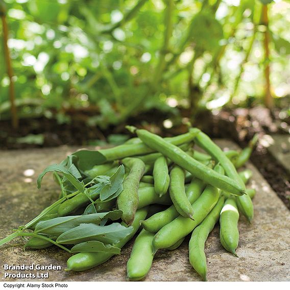 Broad Bean 'Aquadulce Claudia' - Seeds